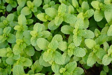 Nane yaprağı, nane nane yaprakları yeşil arka plan üzerinde Closeup taze nane yaprakları doku veya soyut arka plan, Yeşil taze nane, seçici odak