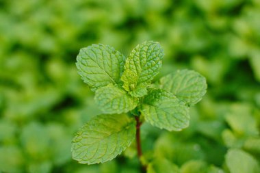 Nane yaprağı, nane nane yaprakları yeşil arka plan üzerinde Closeup taze nane yaprakları doku veya soyut arka plan, Yeşil taze nane, seçici odak