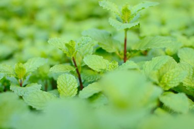 Nane yaprağı, nane nane yaprakları yeşil arka plan üzerinde Closeup taze nane yaprakları doku veya soyut arka plan, Yeşil taze nane, seçici odak
