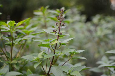 Taze fesleğen. Yeşil fesleğen. Yeşil fesleğen gıda arka plan. Bir sürü fesleğen.