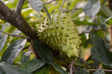 Soursop veya dikenli muhallebi apple / Soursop meyve ağacındaki tesisleri Karsinomu tedavisinde