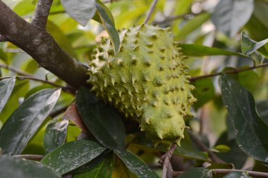 Soursop veya dikenli muhallebi apple / Soursop meyve ağacındaki tesisleri Karsinomu tedavisinde