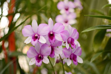 Orkide çiçek orkide bahçesinde kış veya bahar günü. Orkide çiçek kartpostal güzellik ve tarım konsept tasarımı için. Tropikal bahçe güzel orkide çiçek. Orkide çiçek çok para verme iş vardır. Dendrobium sonia orchir