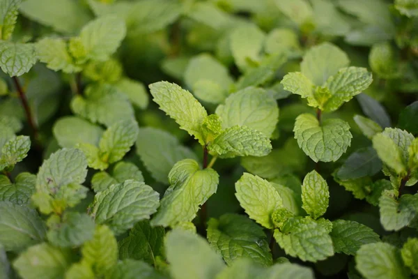 Mint leaves, peppermint leaves of mint on green background, Closeup of fresh mints leaves texture or abstract background, Green fresh mint , selective focus