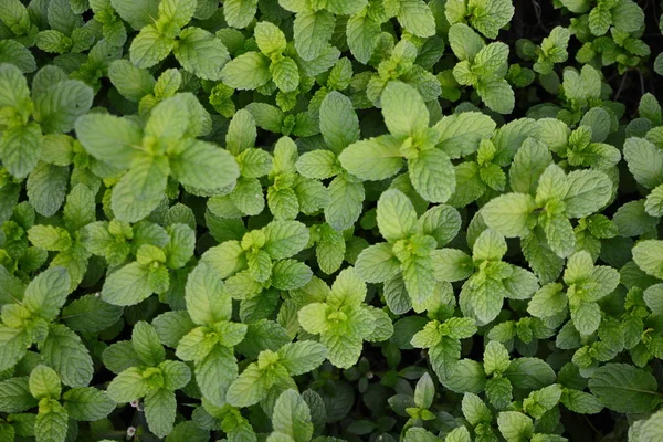 Mint leaves, peppermint leaves of mint on green background, Closeup of fresh mints leaves texture or abstract background, Green fresh mint , selective focus