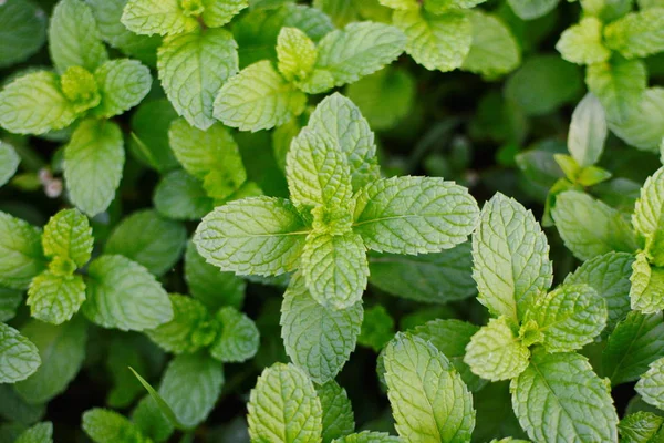 Daun Mint Daun Peppermint Mint Pada Latar Belakang Hijau Penutup — Stok Foto