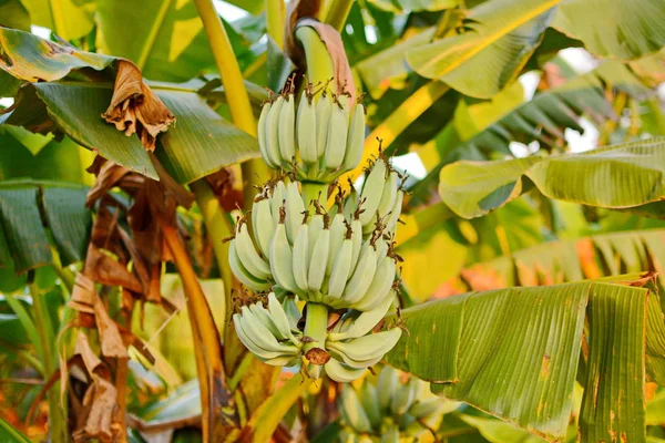 Banana tree. Banana flower. Banana leaf. Banana plant. Banana fruit.Tropical banana.