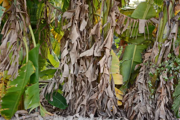 Bananengarten Bananenplantage Blätter Einer Bananenstaude Aus Nächster Nähe — Stockfoto