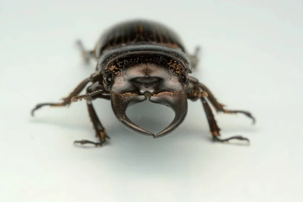 Close Fotografie Macro Lichaam Van Zwarte Kever Oude Gebeeldhouwd Stag — Stockfoto