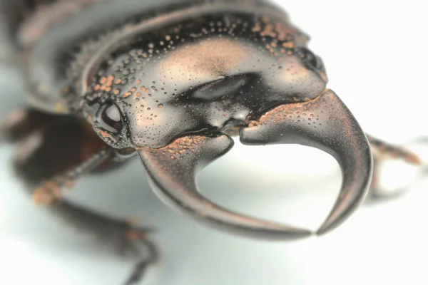 Fotografía Cerca Cuerpo Macro Escarabajo Negro Escarabajo Ciervo Esculpido Viejo —  Fotos de Stock