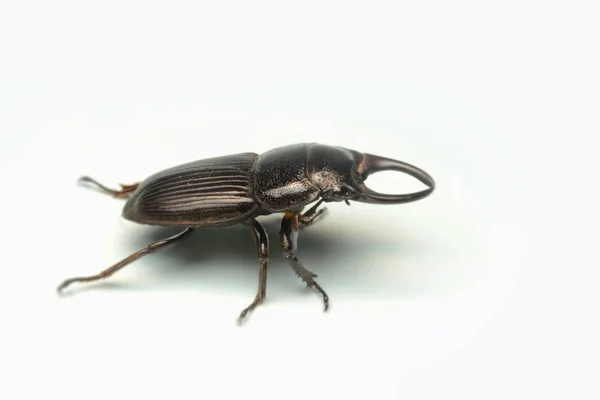 マクロ本体黒い甲虫 古い彫刻クワガタの白い背景で隔離の — ストック写真