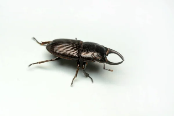 Yakın Çekim Fotoğraf Siyah Böceği Eski Heykel Stag Beetle Beyaz — Stok fotoğraf