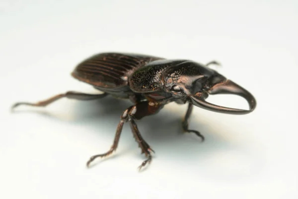 Fotografía Cerca Cuerpo Macro Escarabajo Negro Escarabajo Ciervo Esculpido Viejo — Foto de Stock
