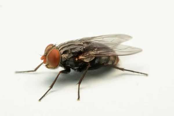 Une Macro Photo Mouche Isolée Sur Fond Blanc — Photo