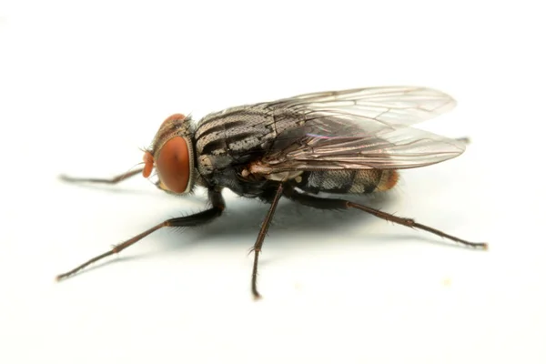 Une Macro Photo Mouche Isolée Sur Fond Blanc — Photo