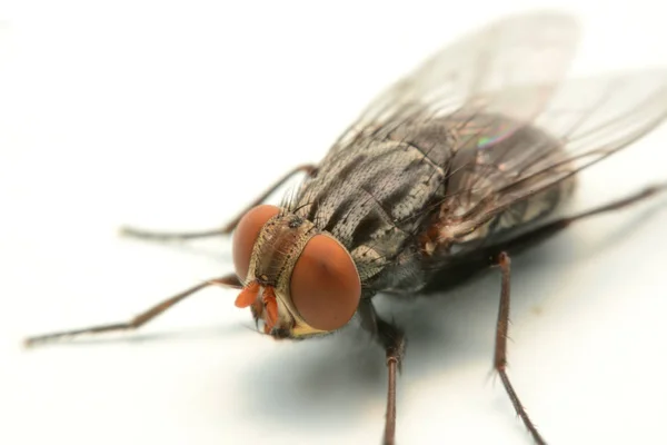 Une Macro Photo Mouche Isolée Sur Fond Blanc — Photo