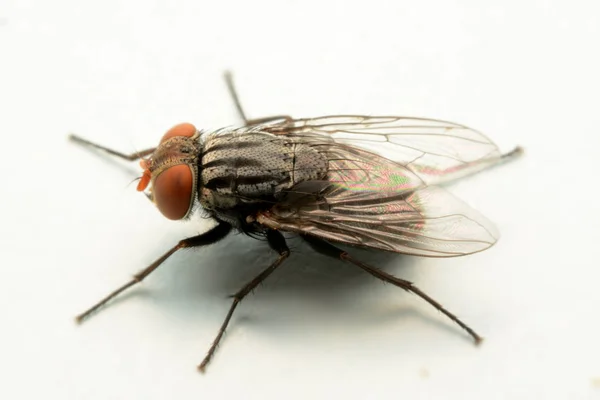 Makroaufnahme Einer Fliege Isoliert Auf Weißem Hintergrund — Stockfoto