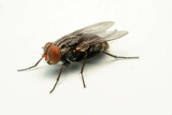 Une Macro Photo Mouche Isolée Sur Fond Blanc — Photo