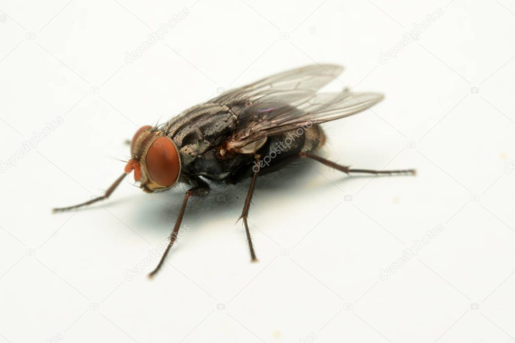 A macro shot of fly isolated on white background