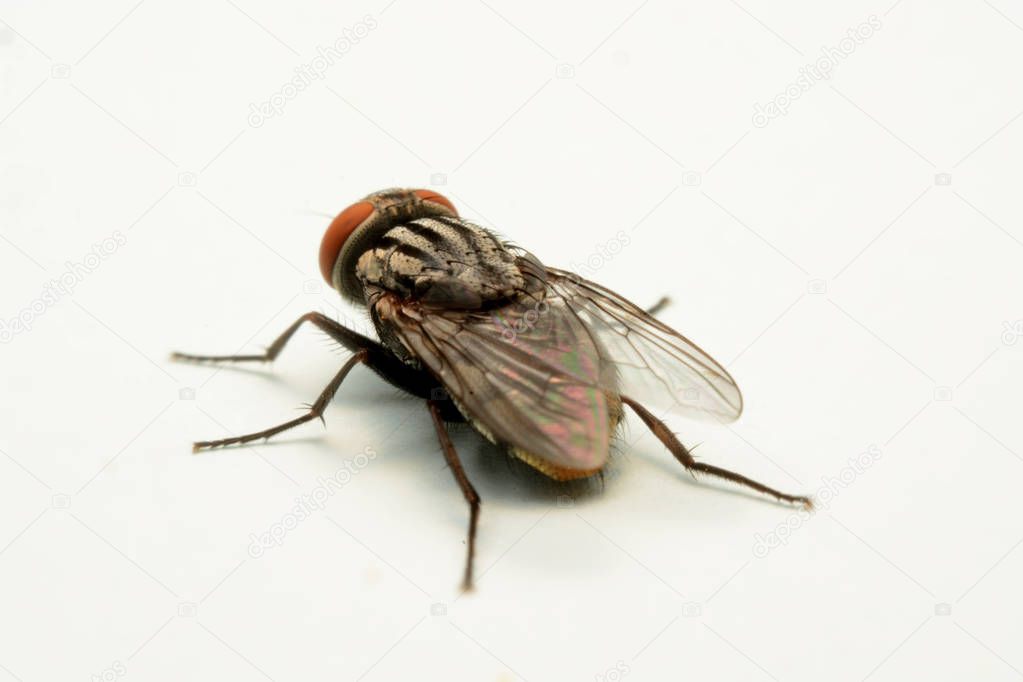 A macro shot of fly isolated on white background