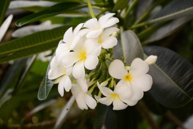 Yeşil yaprakları ile çiçek Plumeria bulanık arka planda. Beyaz f