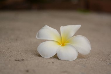 Yeşil yaprakları ile çiçek Plumeria bulanık arka planda. Beyaz f