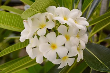 Yeşil yaprakları ile çiçek Plumeria bulanık arka planda. Beyaz f