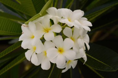 Yeşil yaprakları ile çiçek Plumeria bulanık arka planda. Beyaz f
