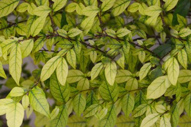 Yeşil yaprakları. Yeşil yaprakları arka plan doku. Yaratıcı düzen m