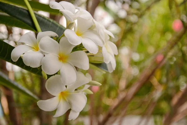 Plumeria di fiori con foglie verdi su sfondo sfocato. Bianco f — Foto Stock