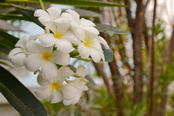 Plumeria di fiori con foglie verdi su sfondo sfocato. Bianco f — Foto Stock