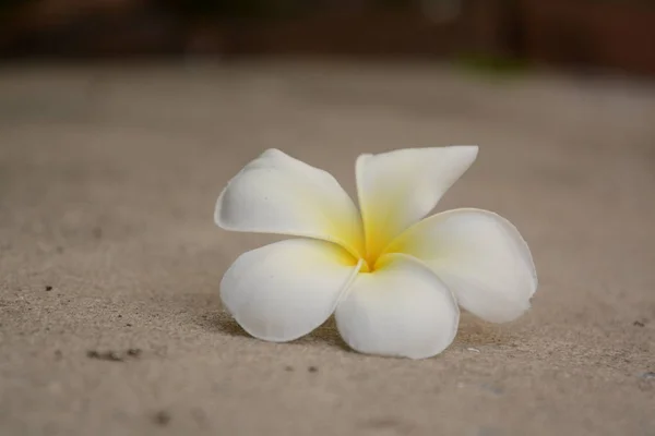 Plumeria di fiori con foglie verdi su sfondo sfocato. Bianco f — Foto Stock