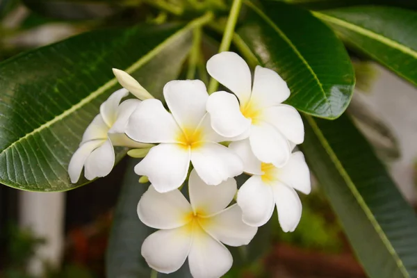 Flower Plumeria with green leaves on blurred background. White f — Stock Photo, Image