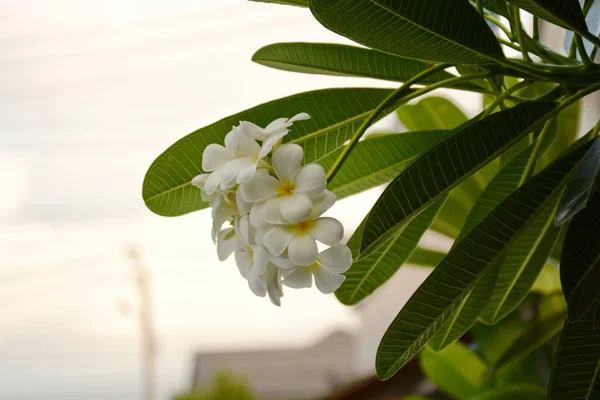 Plumeria di fiori con foglie verdi su sfondo sfocato. Bianco f — Foto Stock