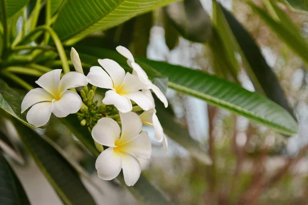 Plumeria di fiori con foglie verdi su sfondo sfocato. Bianco f — Foto Stock