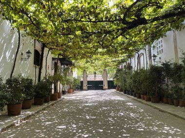 İspanya: Bodega Tio Pepe 'nin tarihi avluları, çardaklı sokaklar ve Jerez de la Frontera' daki asırlık şeri mahzenlerinin günışığı görüntüleri. 