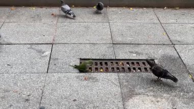 Şehir ortamında kaldırımlarda toplanan güvercinler günlük sokak ve şehir yaşamını ve vahşi yaşam etkileşimlerini gösteriyor