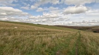 İskoçya 'nın sakin İskoç sınırlarında yürüyüş videoları, yeşil tepelerin üzerinde dönen patikalar, antik kuru taş duvarlar, çiçek açan fundalıklar, otlayan hayvanlar ve ılık ışık altında gezen Güney Uplantlarının manzaraları..