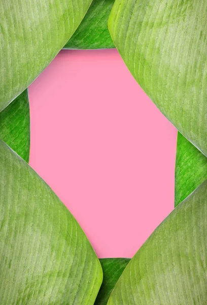 Groene Palm Laat Kleurrijke Mockup Roze Achtergrond Tekst Ruimte — Stockfoto