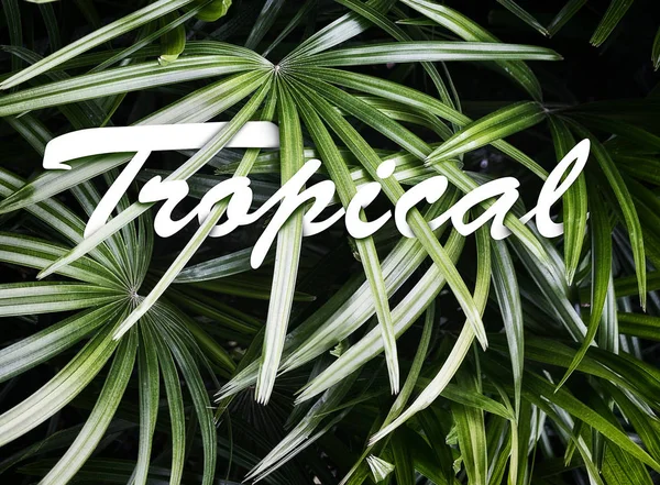 Dark Beautiful Palm Leaves Lettering Tropical Vacation Travel Foliage Concept — Stock Photo, Image