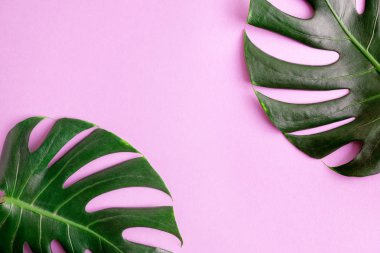 Düz yatıyordu üstten görünüm parlak pembe arka plan iki yeşil monstera yaprak. Tropikal kadar sahte. metin veya yazı için alan