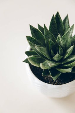 Beyaz arka planda sulu şeyler. ev çiçekleri