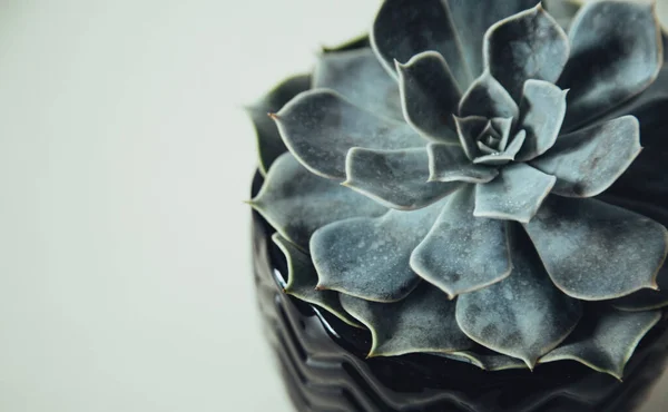 Vetstoffen Een Witte Achtergrond Home Bloemen — Stockfoto