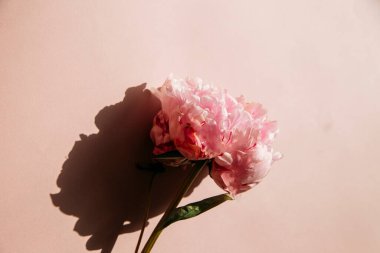 Pembe arka planda şakayık Bud. Yakın plan.