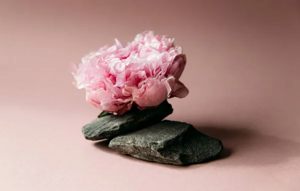 layout for a cosmetics brand. peonies and stones on a pink background