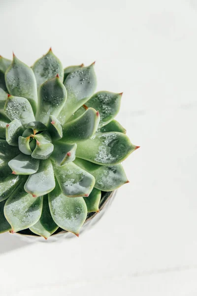 Saftig Auf Hintergrund Das Konzept Der Gemütlichen Hausblume — Stockfoto