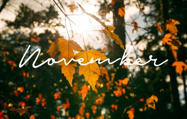 Herbst Konzept Hintergrund Mit Schönen Gelben Blättern Wald — Stockfoto