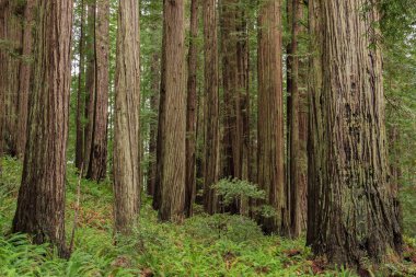 Oregon ve Kaliforniya kıyılarında yetişen kıyı kızılağaçları (Sequoia sempervirens) koruluğu. Bu sonsuza dek yeşil kozalaklı ağaçlar yeryüzündeki en uzun ağaçlardır..