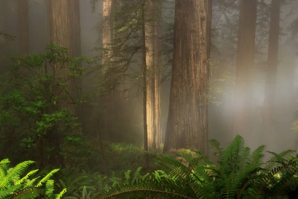 Foggy Kust Redwood Sequoia Sempervirens Skog Norra Kalifornien Tidigt Morgonen — Stockfoto