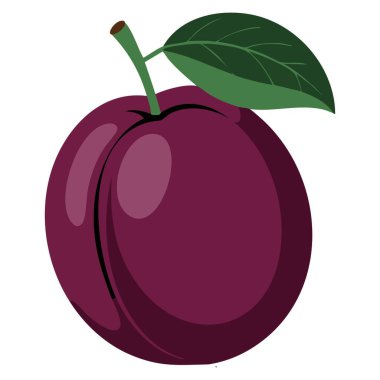 Yapraklı erik, beyaz bir arkaplanda, meyve, sağlıklı yaşam tarzı, tarım, beslenme ve doğal gıda sanatı için ideal, ayrıntılı vektör illüstrasyonunda izole edilmiş.